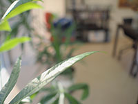 観葉植物のアップと事務所のイメージ写真